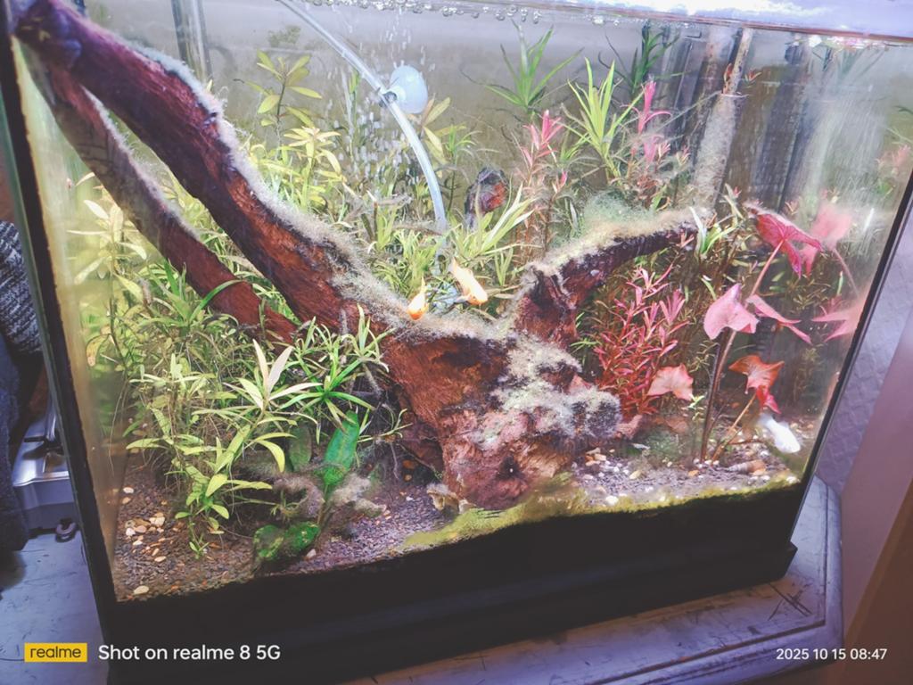 Aquarium et vivant, Poissons inclus, Comme neuf, Aquarium d'eau douce rempli
