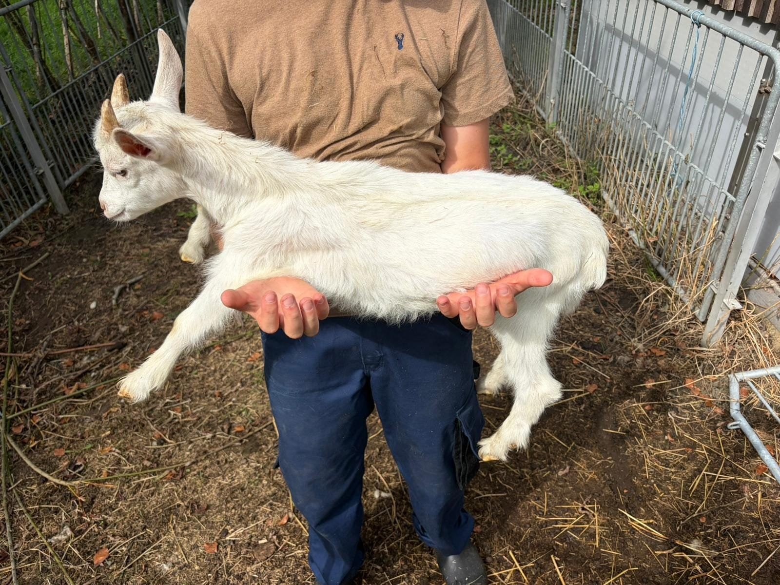geiten bokje, Dieren en Toebehoren, Schapen, Geiten en Varkens, Mannelijk, Geit, 0 tot 2 jaar