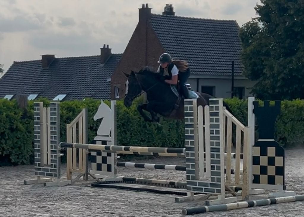 Zeer goed springpaard/merrie te koop, Dieren en Toebehoren, Paarden, Merrie, Springpaard, Met stamboom, 11 jaar of ouder