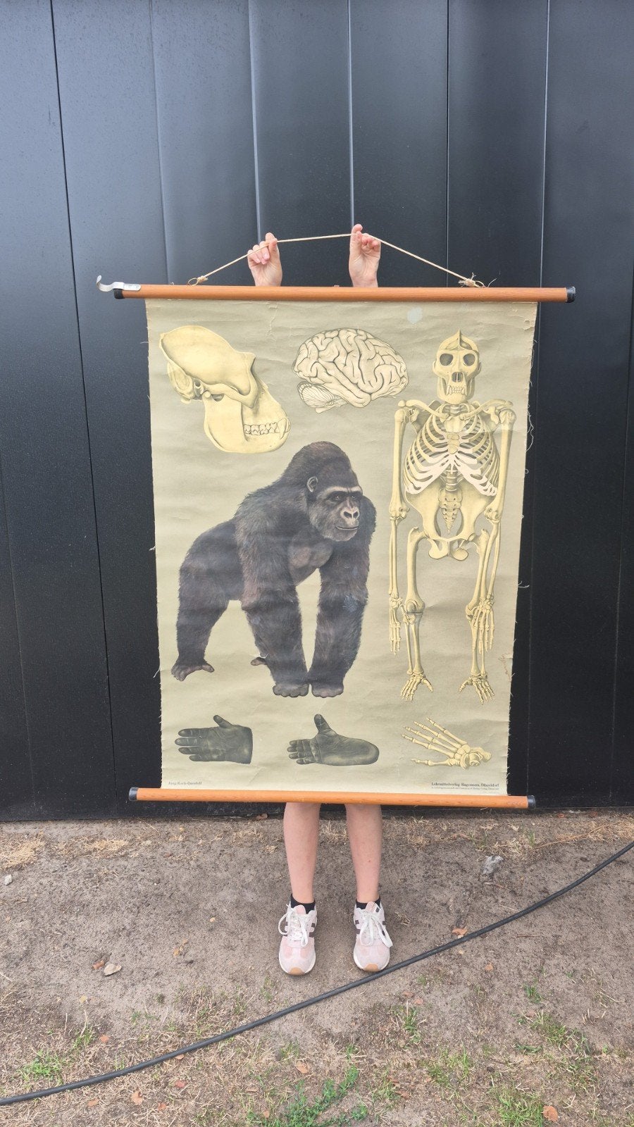 Anatomie gorilla, Enlèvement