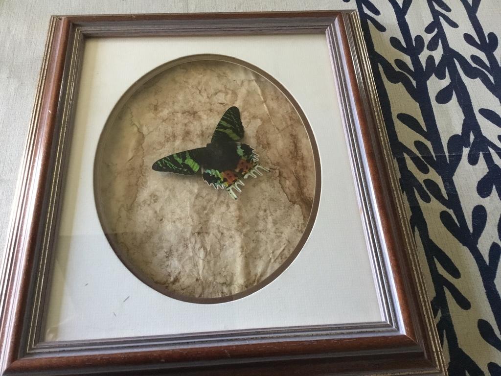 Vlinder taxidermie, Enlèvement