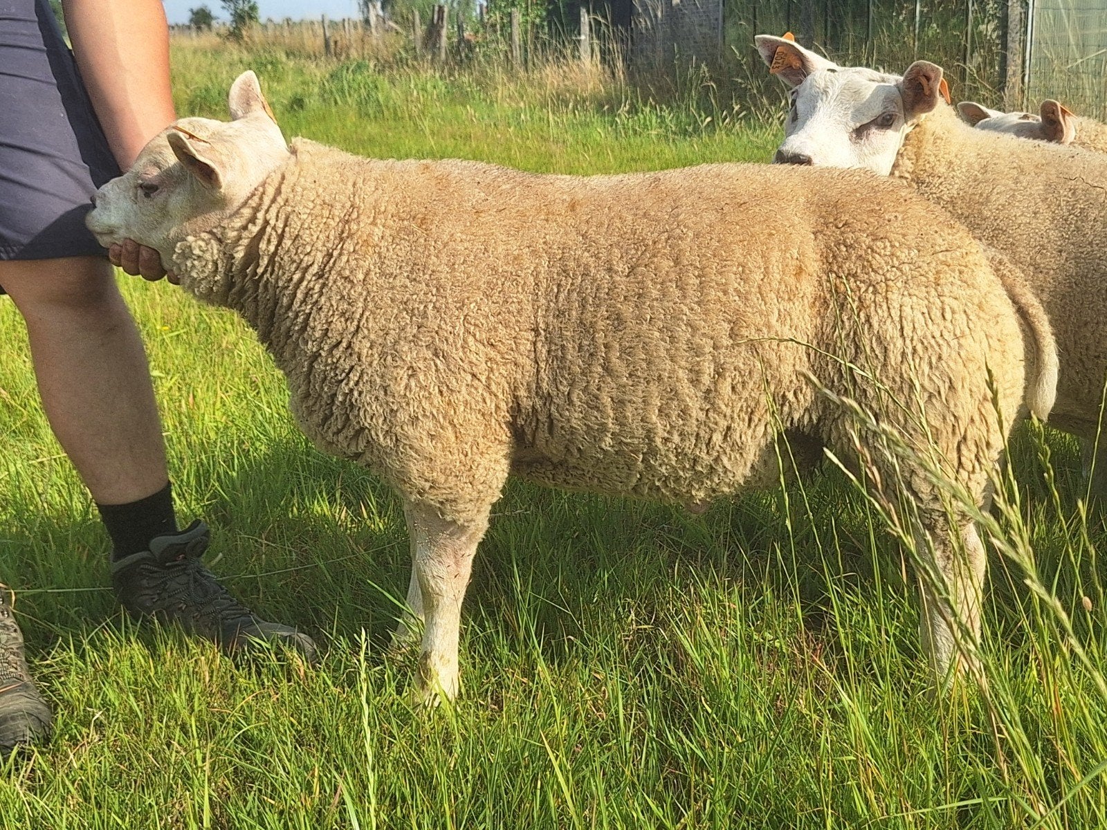 Raszuivere texel ramlammeren, dekrammen, Mannelijk, Schaap, 0 tot 2 jaar