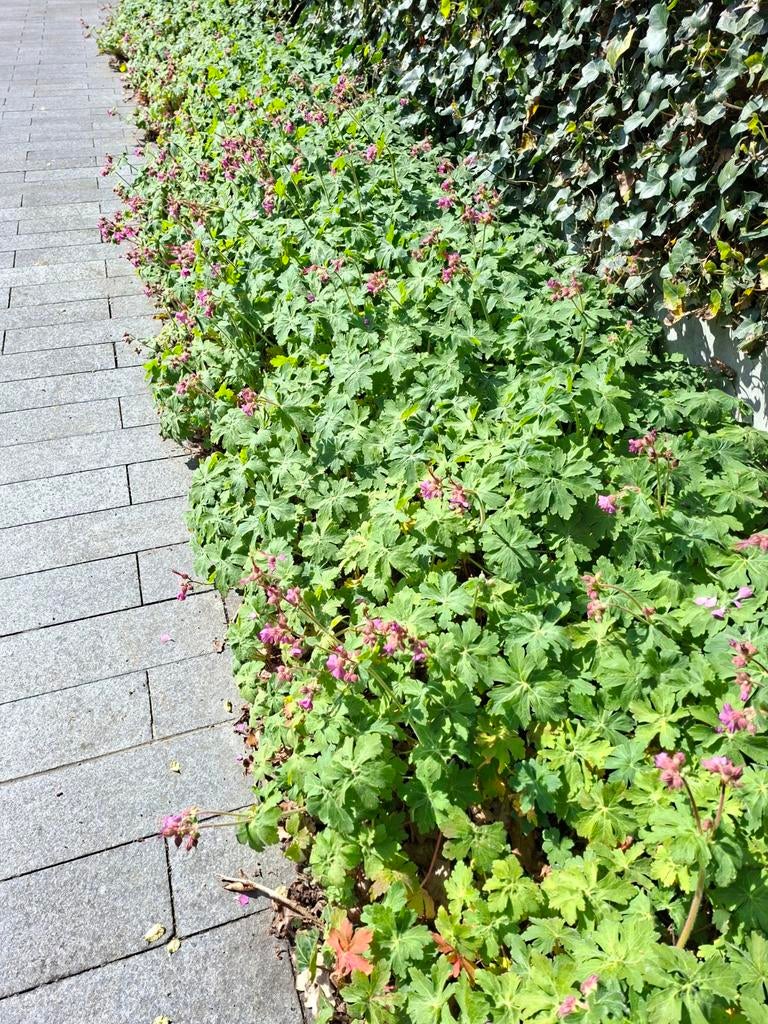 PLANT NU - mooie sterke bodembedekker geranium macrorrhizum, Tuin en Terras, Ophalen, Lente, Vaste plant, Bodembedekkers