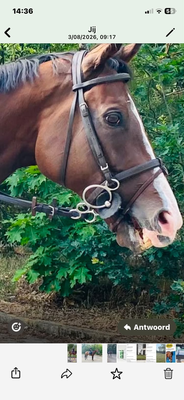 Lieve 9 jarige ruin, Dieren en Toebehoren, Paarden, Gechipt, Ruin, Zadelmak, 170 tot 175 cm