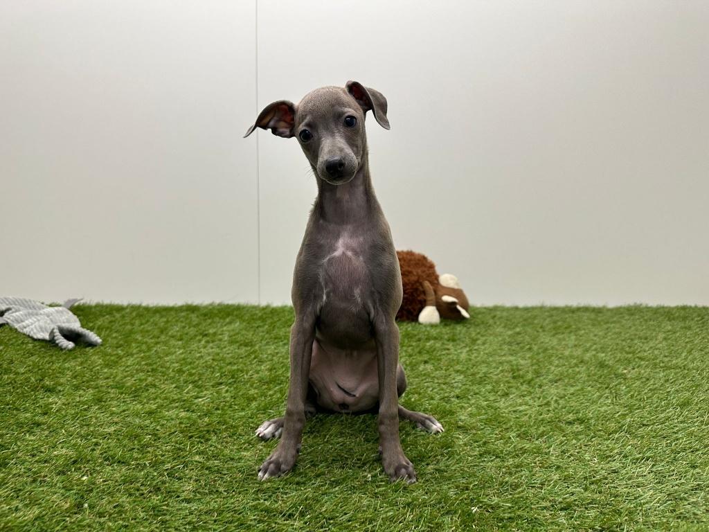 Chiots Petits Lévriers Italiens, Animaux & Accessoires, Chiens | Lévriers, Plusieurs animaux, Autres races, Éleveur | Professionnel