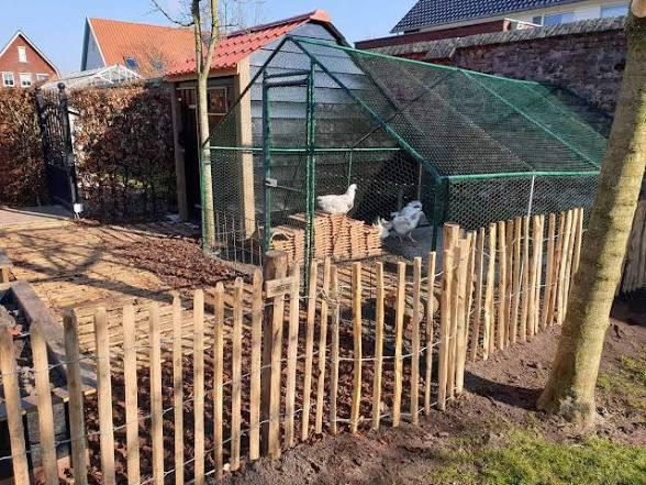GEZOCHT: stukje grond / weide voor kippen