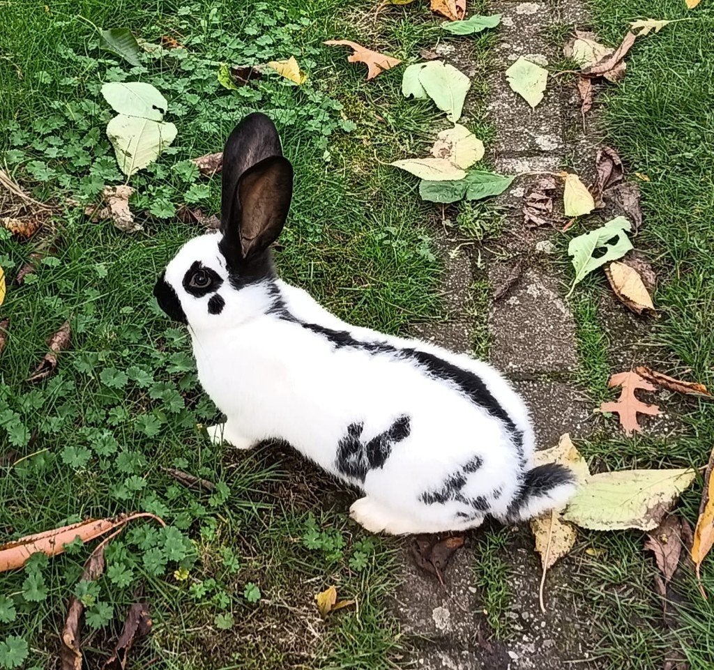 Mooie ram reuze vlinder lotharinger konijn., Mannelijk, Groot, 0 tot 2 jaar
