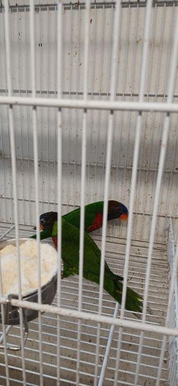 lori, Meerdere dieren, Papegaai, Geringd