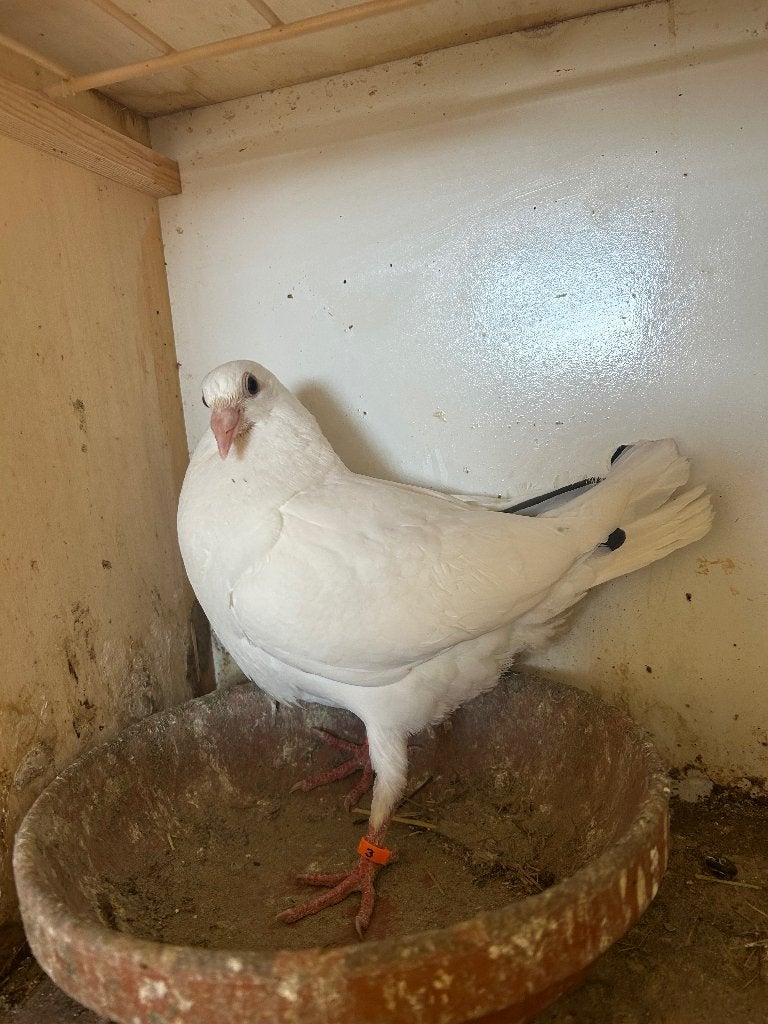 Kleur postduiven, Dieren en Toebehoren, Vogels | Duiven, Meerdere dieren, Postduif