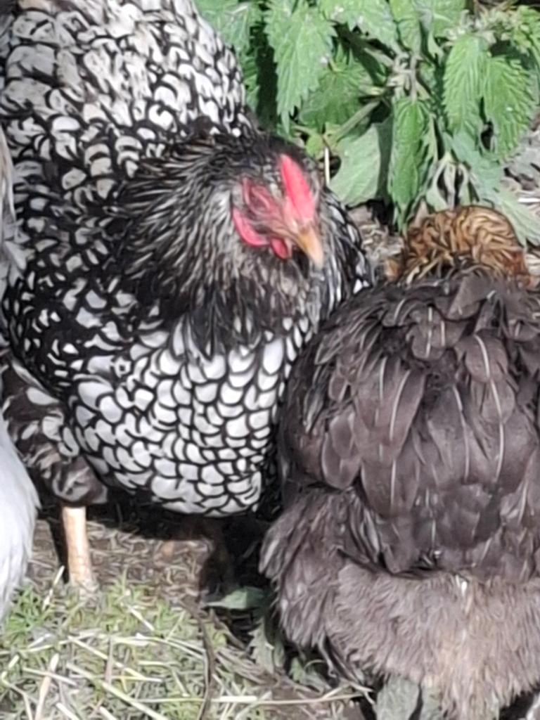 Araucana, Dieren en Toebehoren, Pluimvee