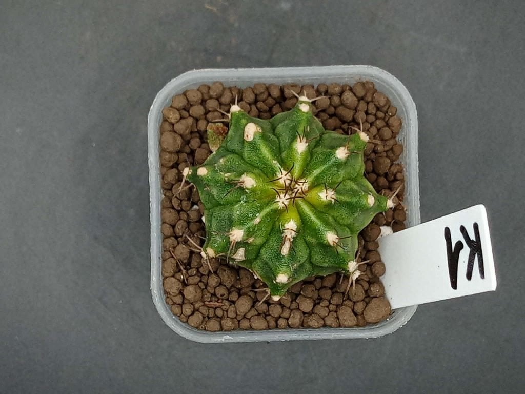 Gymnocalycium mihanovichi K1, Maison & Meubles, Plantes d'intérieur, En pot, Plein soleil, Moins de 100 cm, Enlèvement
