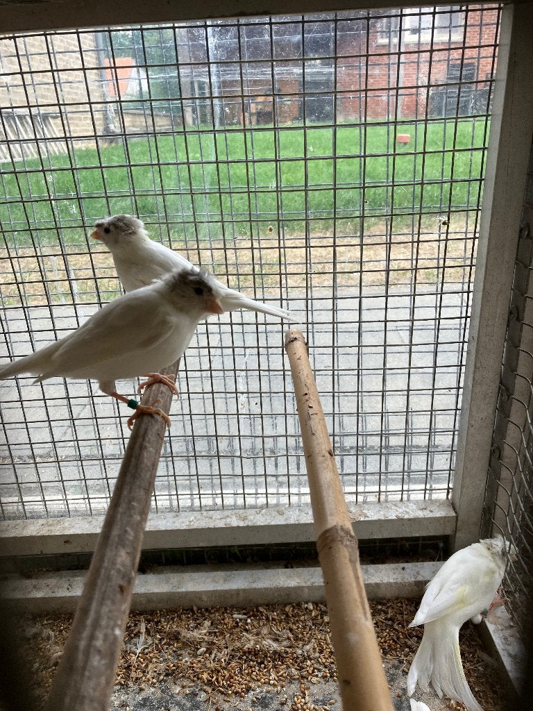 witte en gele Duitse kuif kanarie's, Dieren en Toebehoren, Meerdere dieren