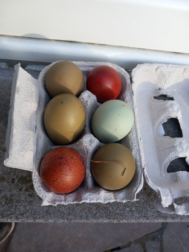 broedeieren kippen marans araucana olijflegger, Dieren en Toebehoren