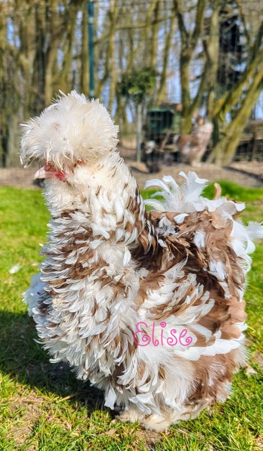 Broedeieren USA zijdehoen mottled kippen zijdehoenders, Poule ou poulet