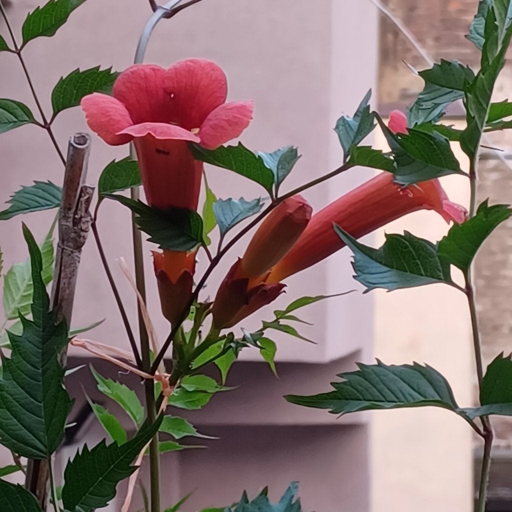 Bignone, Jardin & Terrasse, Plantes | Jardin, Plein soleil, Été, Enlèvement, Plante fixe