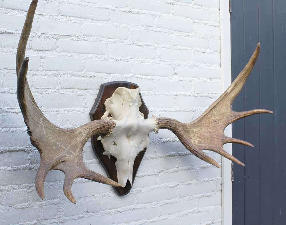Groot Scandinavisch ELAND GEWEI op houten schild (ref. F), Verzamelen, Dierenverzamelingen, Ophalen, Gebruikt, Hert, Gewei of Kop