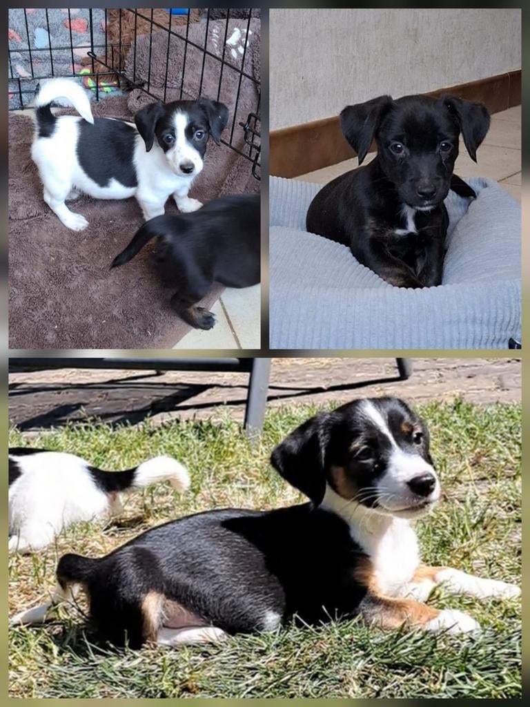Lieve jack russell pups op boerderij ouders aanwezig, Parvo, België, Jack Russell Terriër, 8 tot 15 weken