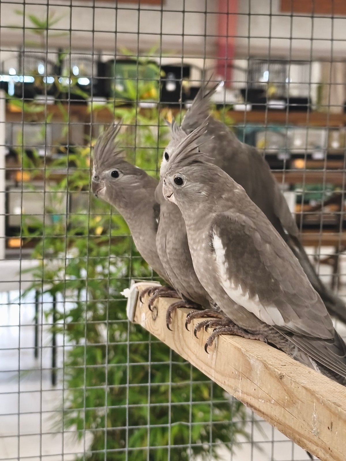 Valkparkieten witwang, Dieren en Toebehoren, Meerdere dieren, Parkiet