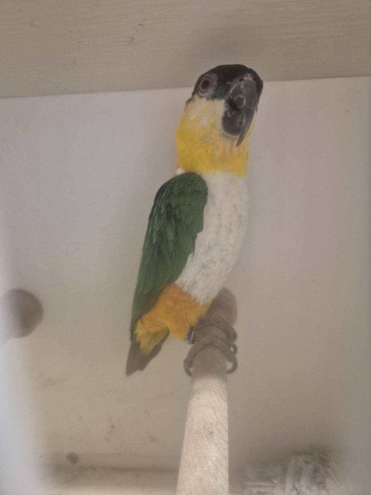 Zwartkopcaique, Mannelijk, Papegaai, Geringd
