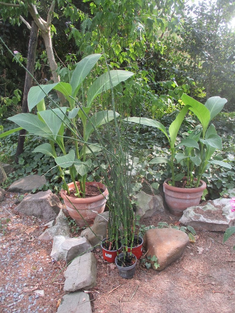 Japanse holpijp, Ophalen, Vaste plant, Vijverplanten