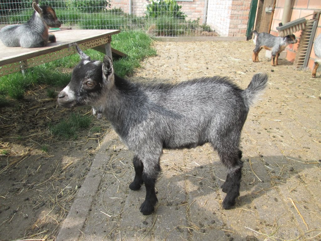Blauwschimmel dwerggeitenbokje van Hoppy, Dieren en Toebehoren, Mannelijk, Geit, 0 tot 2 jaar