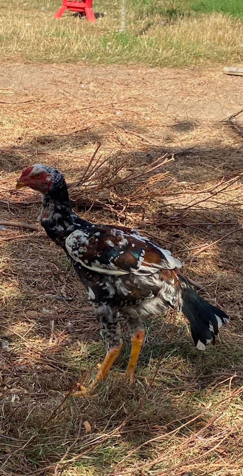 Shamo, Dieren en Toebehoren, Pluimvee