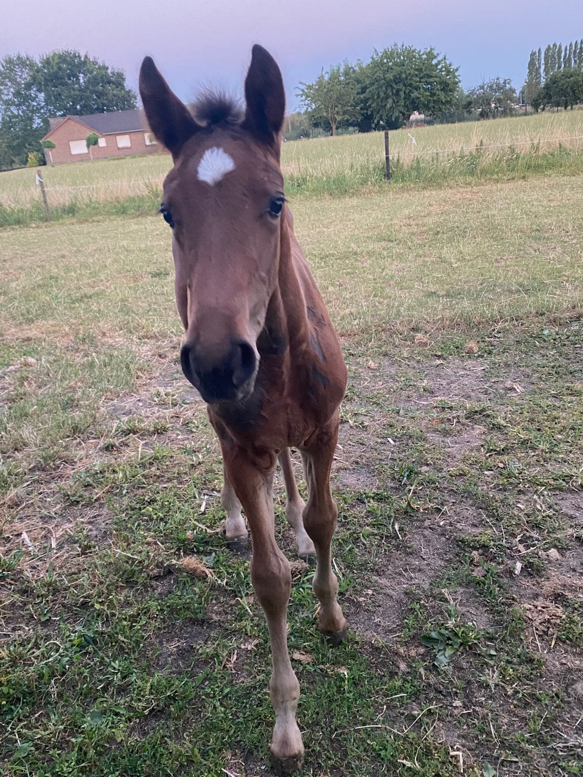 Hengstenveulen te koop, Vermifugé, 165 à 170 cm, 0 à 2 ans, Cheval de saut
