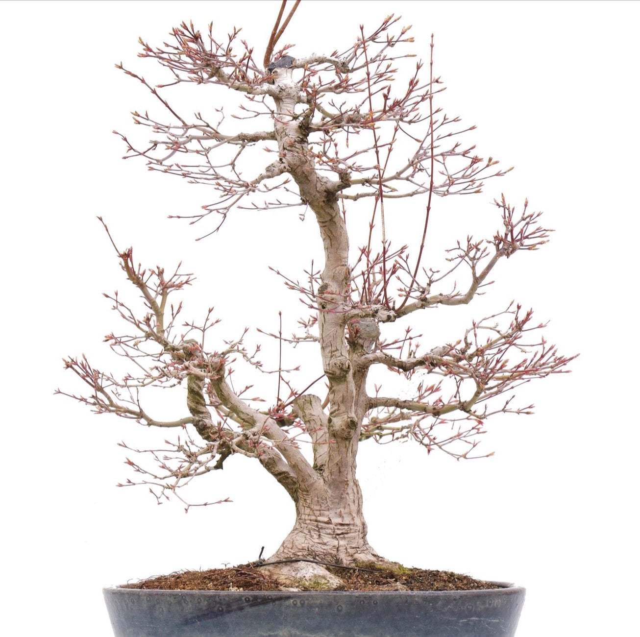 Bonsai acer palmatum, Jardin & Terrasse, Enlèvement