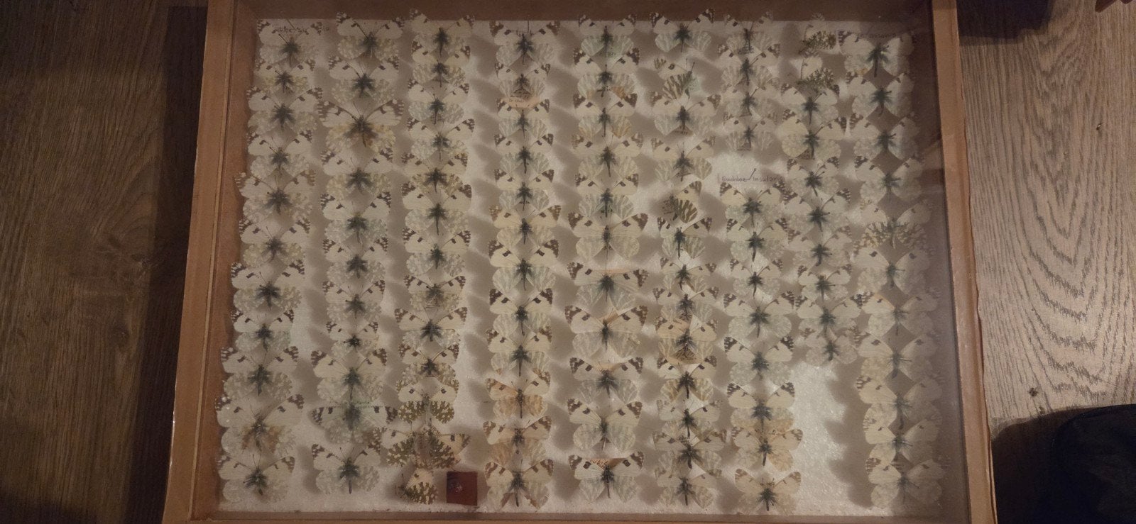 collection d'insectes avec des espèces exceptionnelles., Enlèvement