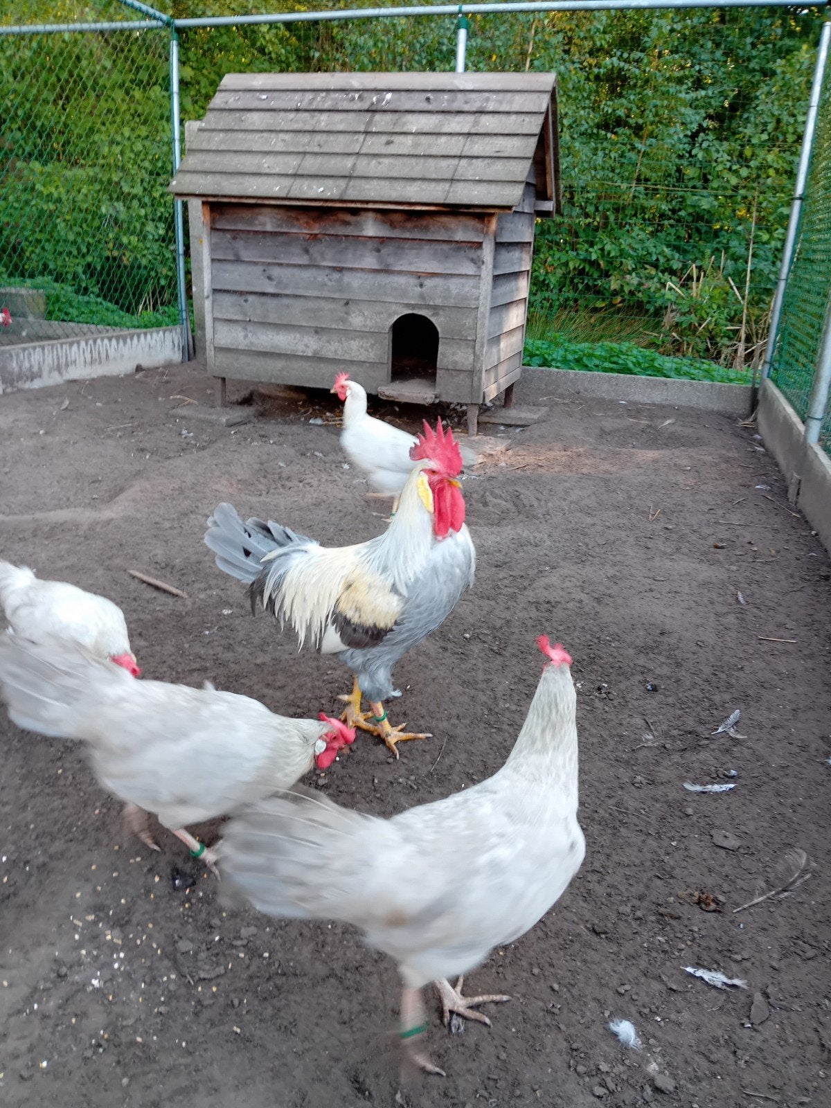 Tekoop 1 haan leghorn isabelpatrijs, Dieren en Toebehoren