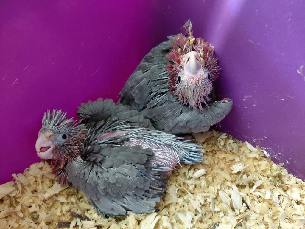 2 baby Rosè kaketoe`s voor 625 euro., Dieren en Toebehoren, Geslacht onbekend, Papegaai, Geringd