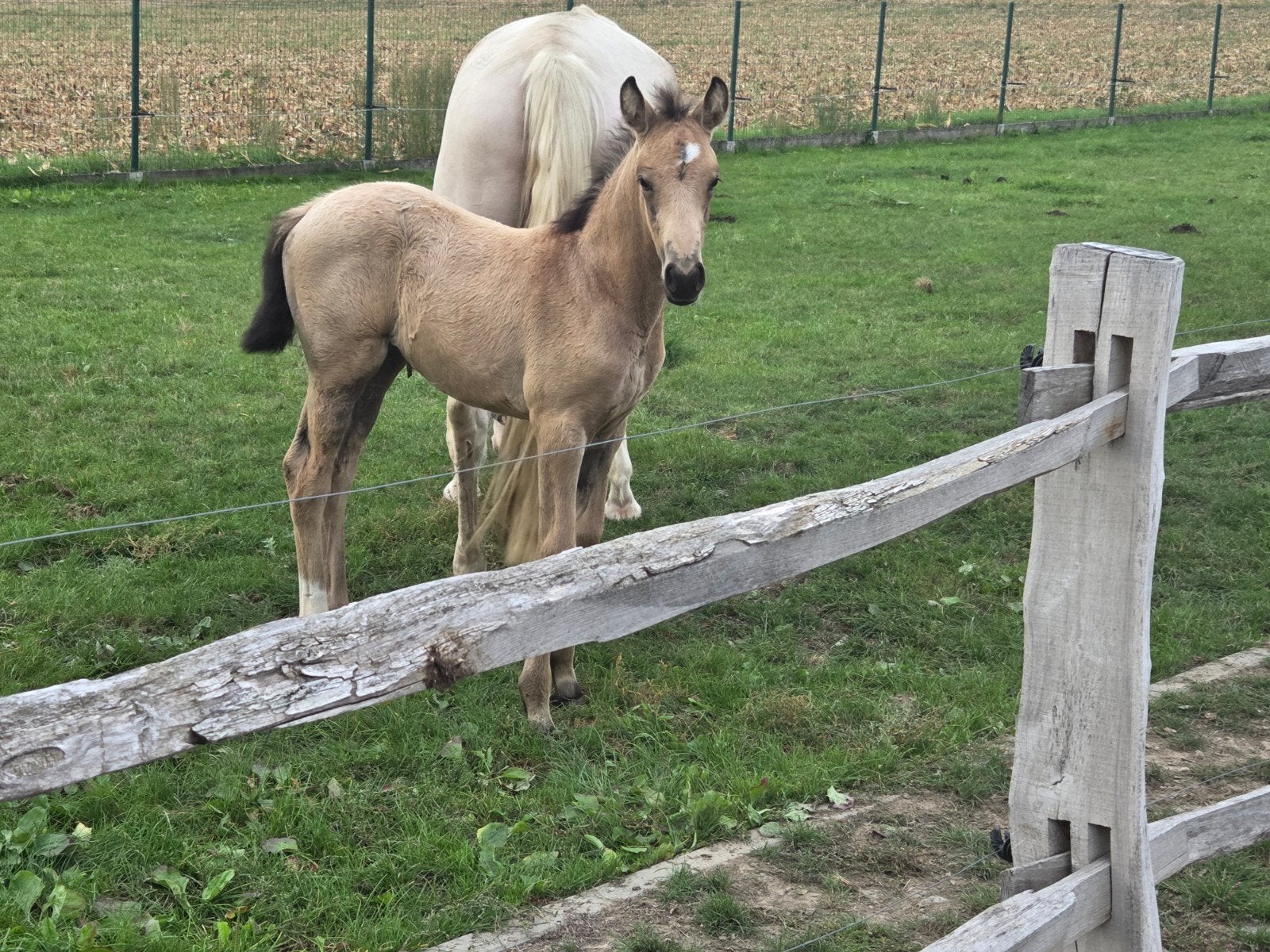 Pouliche Valk/Isabella, Jument, Avec puce électronique, 0 à 2 ans