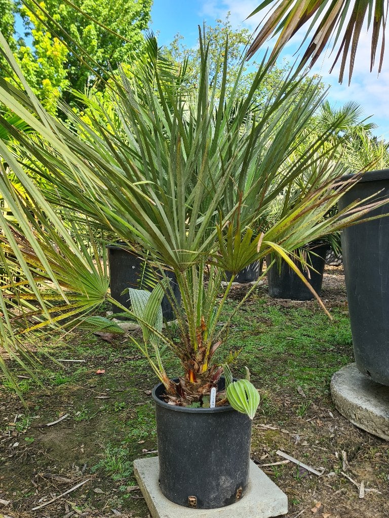 Chamaerops humilis, Tuin en Terras, Planten | Bomen, Lente, Minder dan 100 cm, Palmboom, Ophalen