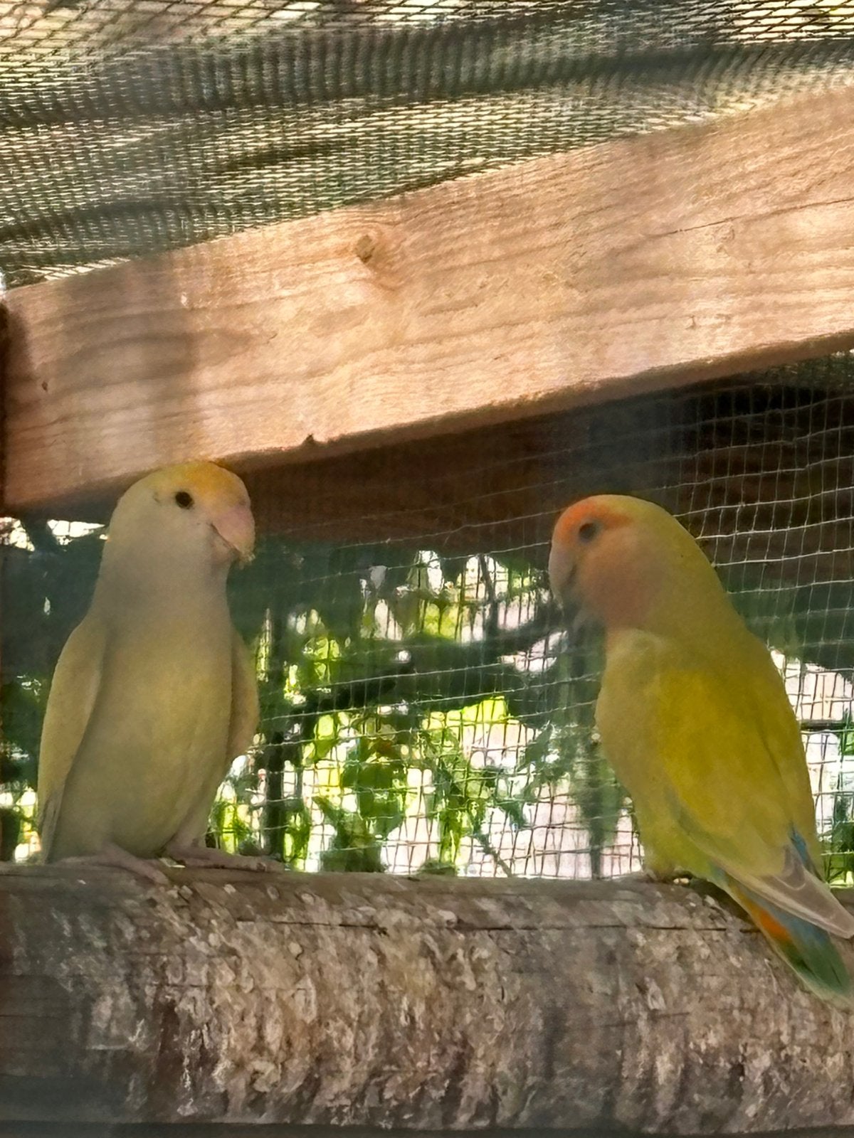 Koppeltje te koop, Animaux & Accessoires, Oiseaux | Perruches & Perroquets