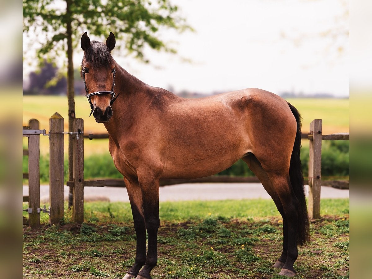 Une jument PRE à la lignée exceptionnelle, Jument, Cheval de dressage