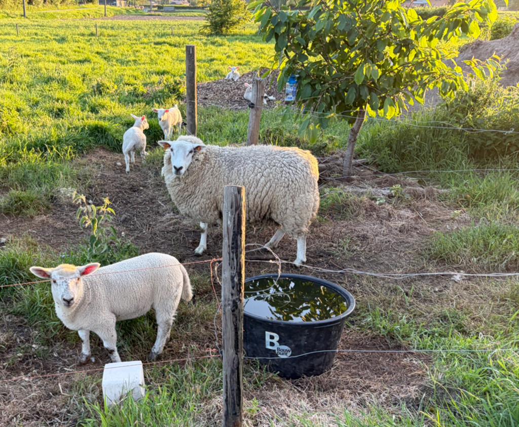 Ooi met lam, Dieren en Toebehoren, Schapen, Geiten en Varkens