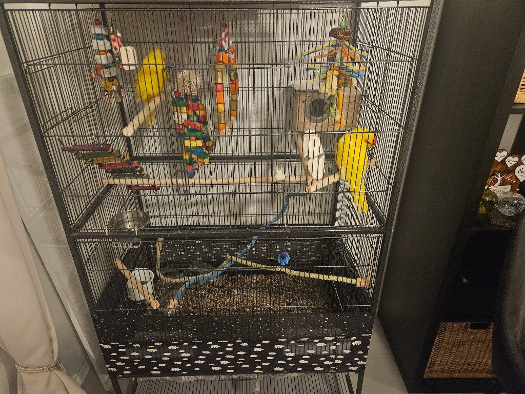 Vogels, Plusieurs animaux, Bagué
