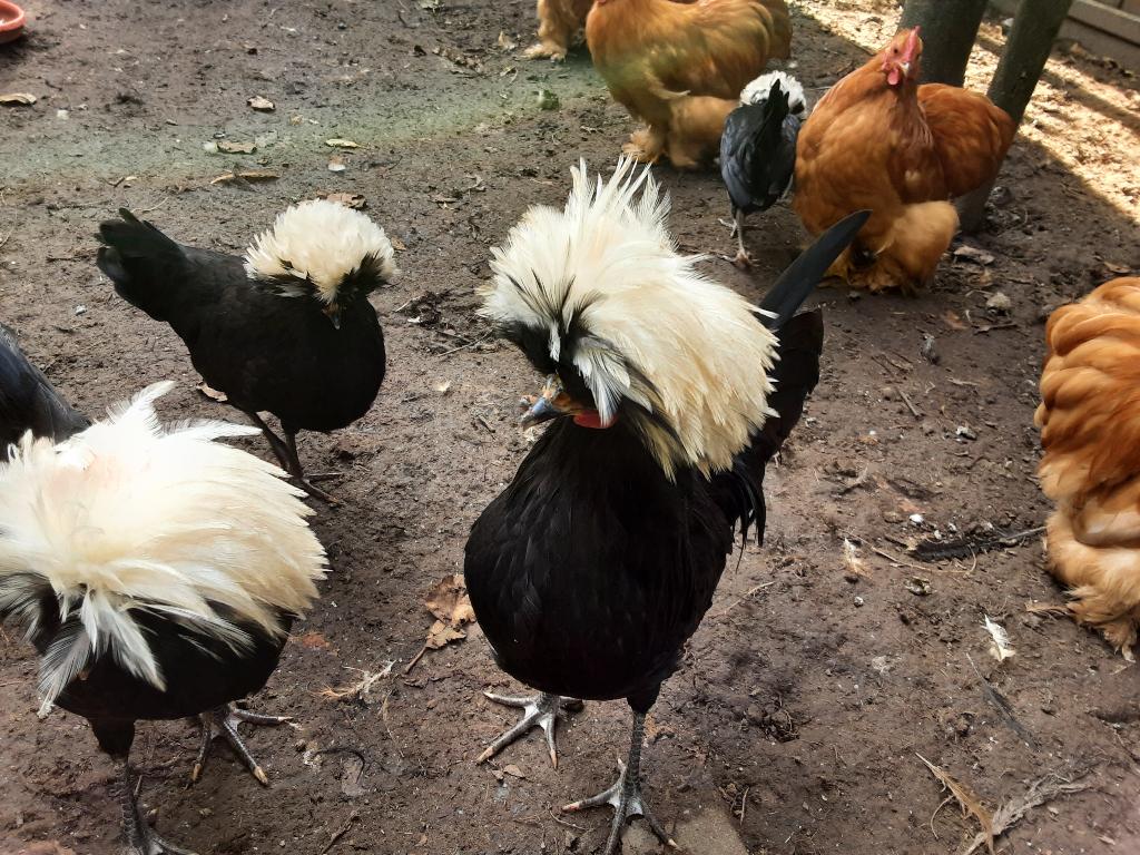 Kweek haan holandse kuifkriel, Dieren en Toebehoren, Overige Dieren, Juli, Mannelijk
