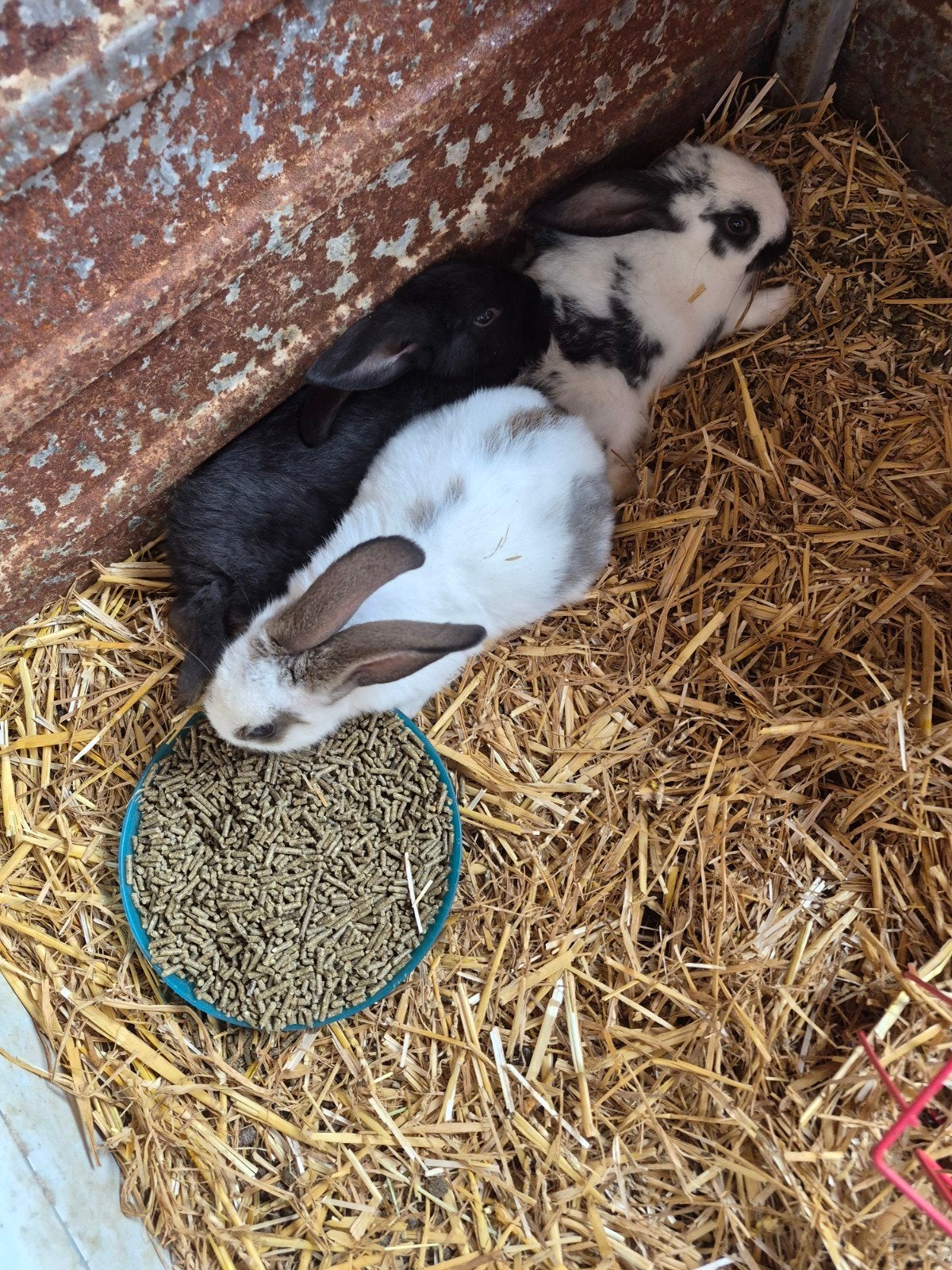 baby konijntjes, Dieren en Toebehoren, Konijnen