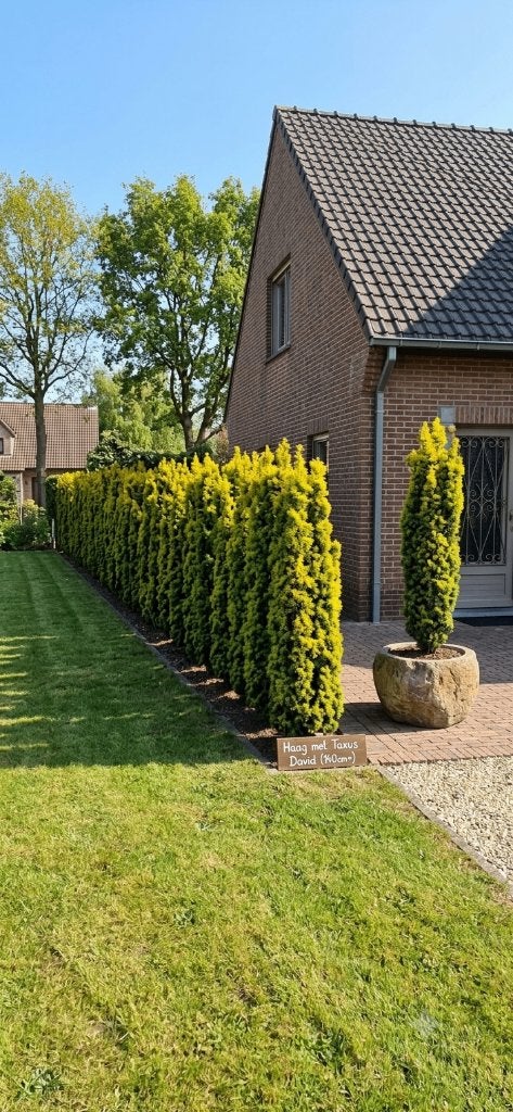 Taxus 'David' ca. 140 cm hoog, Ophalen, In pot, 100 tot 250 cm