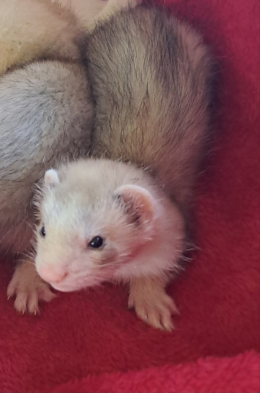 Jonge fretjes, Dieren en Toebehoren, Knaagdieren, Fret, Mei, Meerdere dieren, Tam