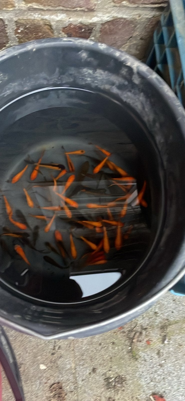 Kleine Goud vissen uit vijver en wat andere visjes, Dieren en Toebehoren, Goudvis(sen)