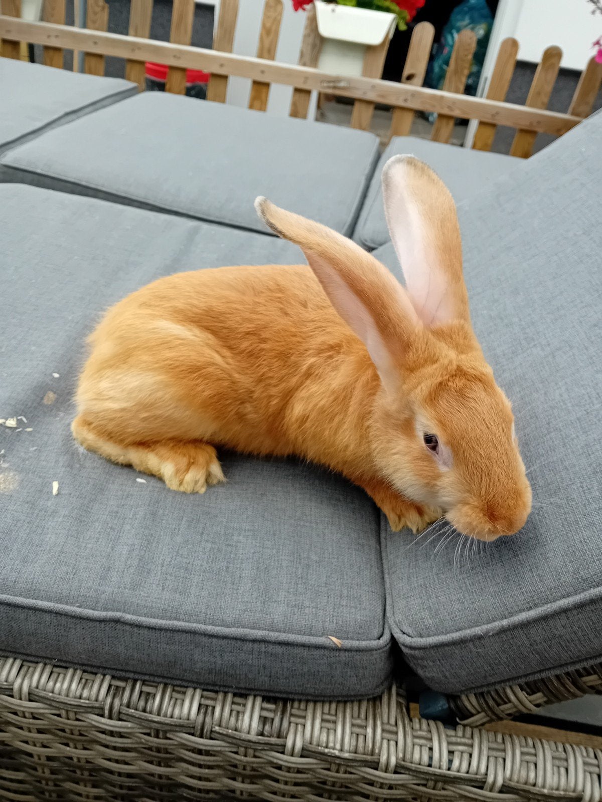 mooie jonge gele Vlaamse reuzen mannelijk, Dieren en Toebehoren, Mannelijk