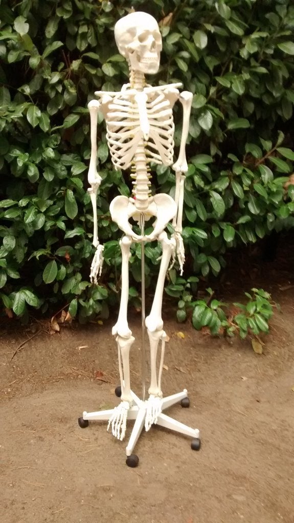 skelet anatomie, Ophalen