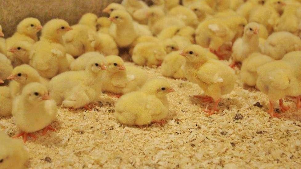 Mesthaantjes Ross 308, Kip
