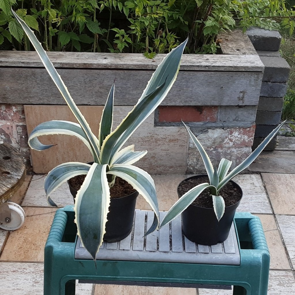 Zeer mooie vetplant Agave Americana van eigen kweek, Enlèvement ou Envoi, Plante fixe