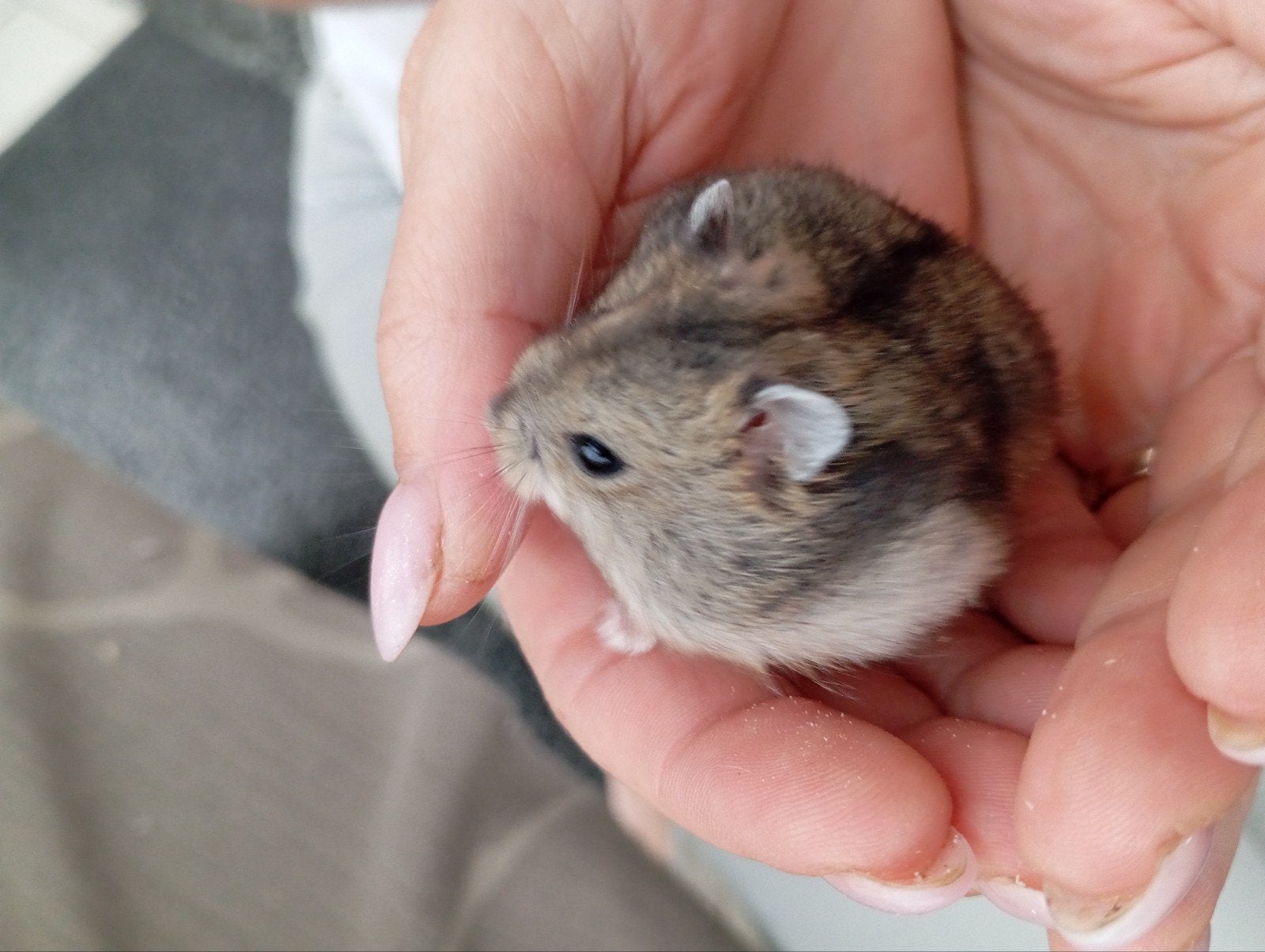 Hamster nain russe, Hamster, Domestique, Juillet, Femelle