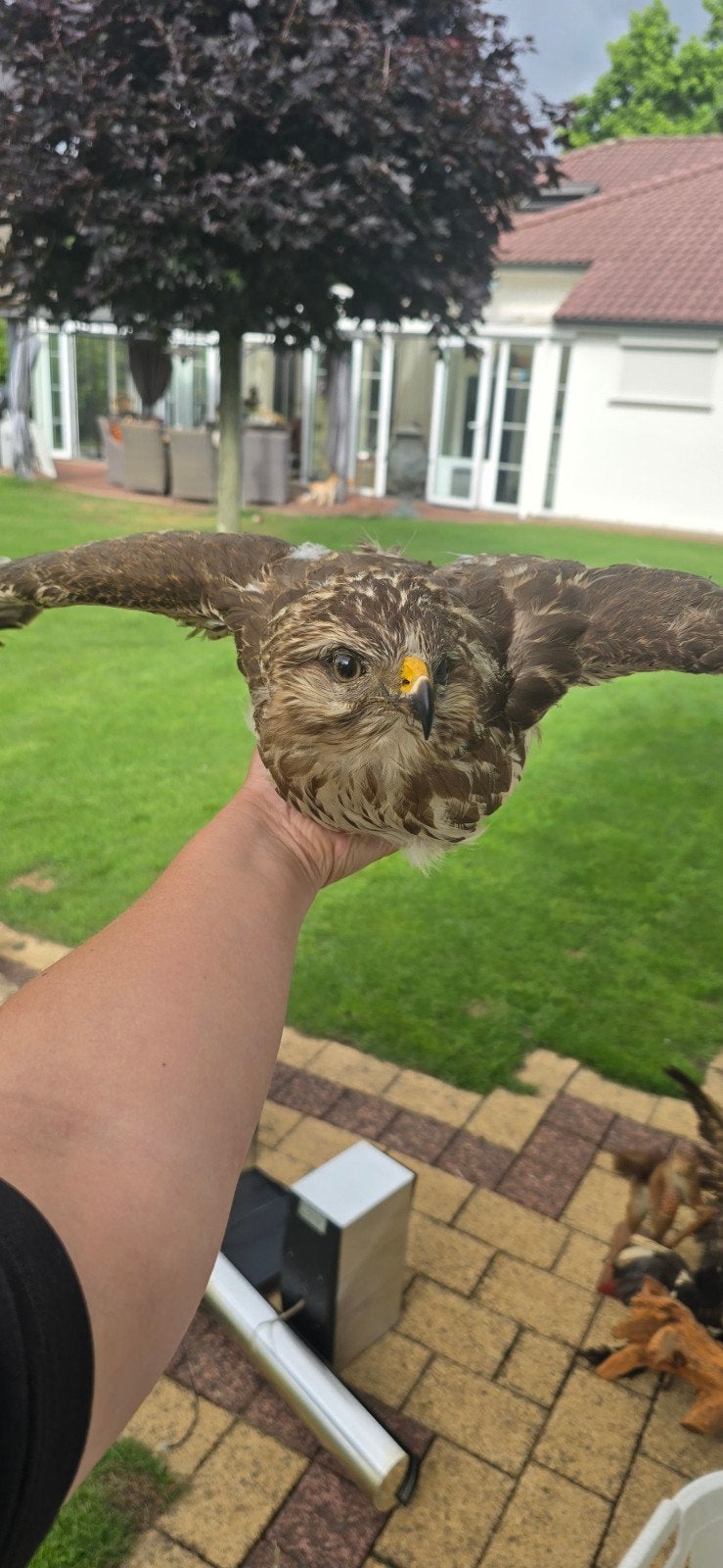 Opgezette buizerd, Ophalen