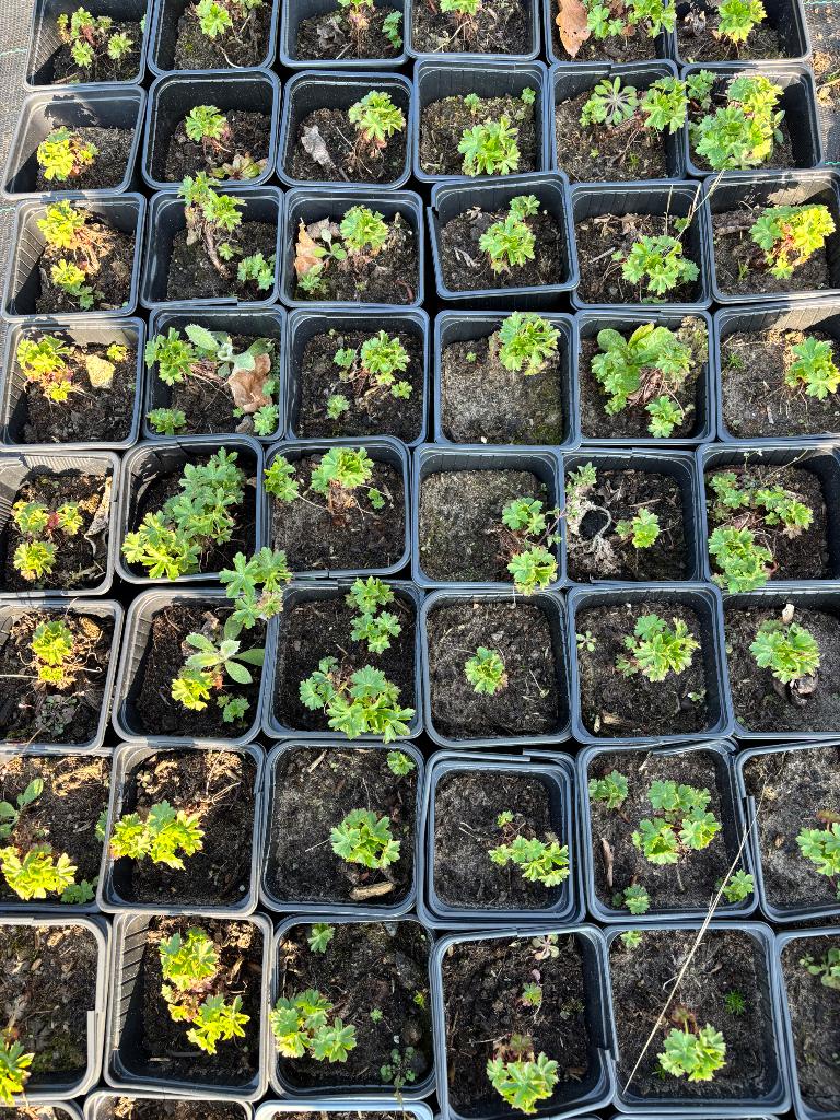 Ooievaarsbek/Cambridge geranium, Tuin en Terras, Ophalen
