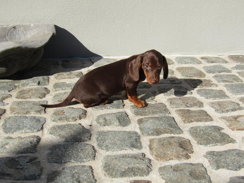 Teckel puppy's standaard, kortharig, Poils courts, Standard, Maladie de Carré (chiens), Plusieurs
